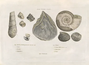 Oak Tree Clay Fossils, illustration fra 